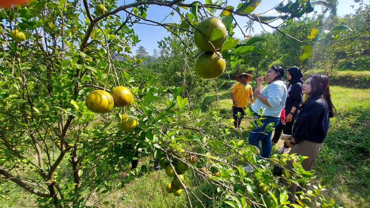 Pengunjung menikmati aktivitas pertanian dan agrowisata